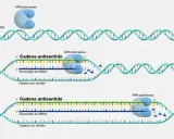 Proceso de transcripción: la ARN polimerasa lee la cadena molde del ADN codificante para sintetizar ARNm.