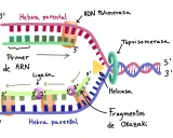 Replicación del ADN: ADN polimerasa y ligasas unen fragmentos de Okazaki.