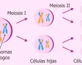 Ilustración de la meiosis I y II. Cromosomas homólogos se separan en la meiosis I, y luego las cromátidas hermanas en la meiosis II, produciendo células hijas.