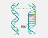 Estructura del adn bicatenario, mostrando surcos mayor y menor, y pares de bases A-T y C-G.