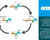 Ciclo de ATP y fosfocreatina, clave en el metabolismo energético para ejercicios explosivos.