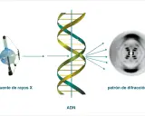 El ADN, estudiado por James Watson y Francis Crick, se irradia con rayos X, produciendo un patrón de difracción que revela su estructura helicoidal.