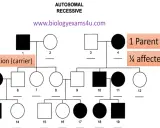 Árbol genealógico que ilustra la herencia autosómica recesiva, mostrando saltos generacionales y portadores.