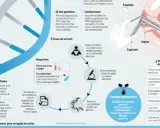 Tipos de pruebas genéticas: análisis de susceptibilidad, farmacogenómica y detección de dolencias.