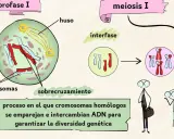 Ilustración de las meiosis fases: profase I con cromosomas y huso, interfase, y la división celular.
