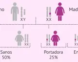 Diagrama de herencia genética. Padre sano (XY) y madre portadora (XX) tienen hijos sanos (50%), portadores (25%) y enfermos (25%), mostrando la transmisión de cromosomas x.