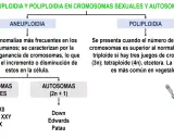 Aneuploidia: anomalías cromosómicas comunes en humanos por ganancia o pérdida de cromosomas. Se diferencia de la poliploidía.