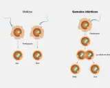 Ilustración de la fertilización de óvulos por espermatozoides, mostrando mellizos y gemelos idénticos.