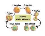 Diagrama del ciclo celular mostrando las fases de la mitosis: profase, metafase, anafase y telofase, culminando en células hijas.
