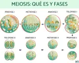 Ilustración de las fases de la meiosis 1 y 2, mostrando la división celular y la formación de gametos.