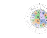 Diagrama circular que muestra las bases nitrogenadas del ADN y ARN, asociando codones con aminoácidos.