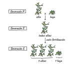 Diagrama de cruce de plantas que ilustra la herencia de genes dominantes y recesivos, mostrando la generación P (alta x baja), F1 (todas altas) y F2 (3 altas, 1 baja).