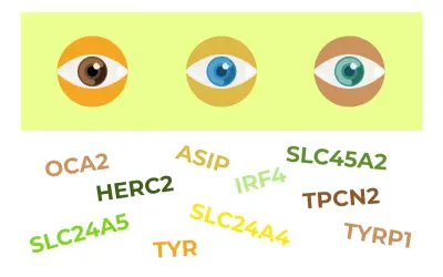 Ojos de diferentes colores (marrón, azul, verde) rodeados de nombres de genes como OCA2, HERC2, ASIP, IRF4, SLC24A5, SLC24A4, SLC45A2, TPCN2, TYR, TYRP1, relacionados con el rasgo de pico de viuda dominante o recesivo.