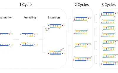 Ilustración del esquema PCR: desnaturalización, apareamiento y extensión de ADN. Muestra la amplificación de ADN en ciclos.