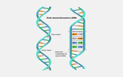 Estructura del adn bicatenario, mostrando surcos mayor y menor, y pares de bases A-T y C-G.