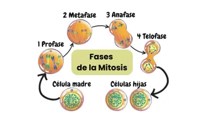 Diagrama del ciclo celular mostrando las fases de la mitosis: profase, metafase, anafase y telofase, culminando en células hijas.