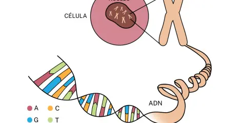 Ilustración muestra la diferencia entre gen y cromosoma: el ADN (con bases A, C, G, T) se enrolla para formar cromosomas dentro del núcleo de una célula.