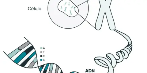 La molécula de la vida, el ADN, se organiza en cromosomas dentro del núcleo de una célula.