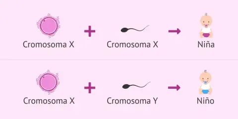 Ilustración del proceso de **determinación del sexo**: óvulo (Cromosoma X) + espermatozoide (Cromosoma X) = Niña; óvulo (Cromosoma X) + espermatozoide (Cromosoma Y) = Niño.