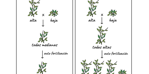 Ilustración de los guisantes de Mendel, mostrando cruces y resultados de plantas altas y bajas, prediciendo mezclas y resultados reales.