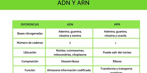 Tabla comparativa ADN y ARN. El ARN, a diferencia del ADN, tiene una sola cadena y uracilo en lugar de timina.