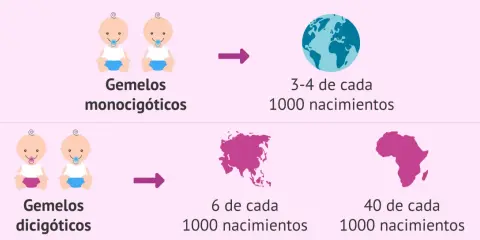 La imagen muestra que tener gemelos dicigóticos es hereditario, con tasas de nacimientos variables por continente.