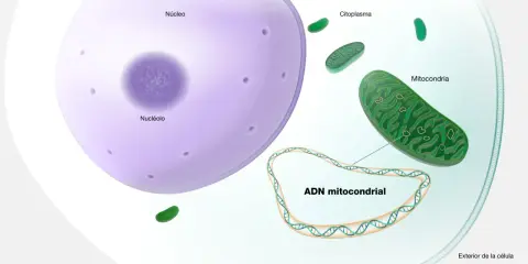 Ilustración de una célula con núcleo, citoplasma y mitocondrias. El ADN mitocondrial, que sirve para la producción de energía, se muestra en un bucle.