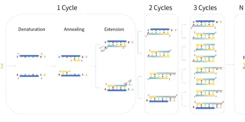 Ilustración del esquema PCR: desnaturalización, apareamiento y extensión de ADN. Muestra la amplificación de ADN en ciclos.