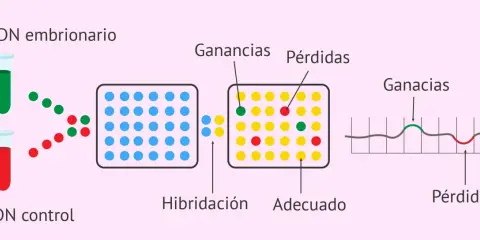 Diagrama de array CGH: ADN embrionario y control se hibridan. Puntos verdes y rojos indican ganancias o pérdidas.