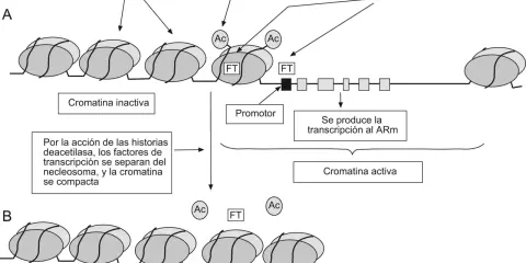Diagrama ilustra cómo la acetilación (Ac) relaja la cromatina, permitiendo la entrada de factores de transcripción (FT) y la transcripción al ARm. Muestra partes del cromosoma en estados activo e inactivo.