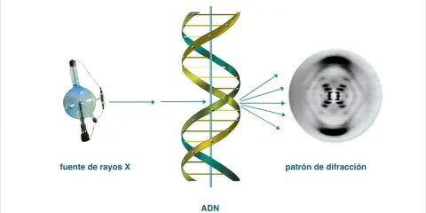 El ADN, estudiado por James Watson y Francis Crick, se irradia con rayos X, produciendo un patrón de difracción que revela su estructura helicoidal.