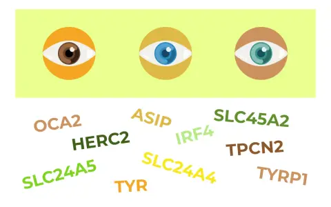 Ojos de diferentes colores (marrón, azul, verde) rodeados de nombres de genes como OCA2, HERC2, ASIP, IRF4, SLC24A5, SLC24A4, SLC45A2, TPCN2, TYR, TYRP1, relacionados con el rasgo de pico de viuda dominante o recesivo.
