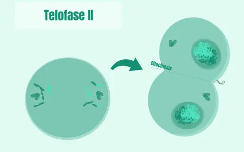 La telofase II muestra la división celular con cromosomas en polos opuestos y citocinesis, formando dos células hijas.