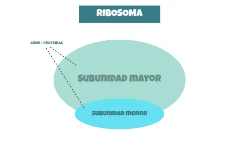 Diagrama de ribosomas, visto en microscopio electrónico, con subunidad mayor y menor, y ARNr + proteínas.
