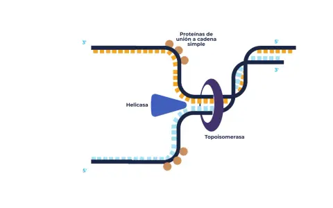 Ilustración de la replicación del ADN: la helicasa separa las cadenas, las proteínas de unión a cadena simple las estabilizan y la topoisomerasa alivia la tensión.