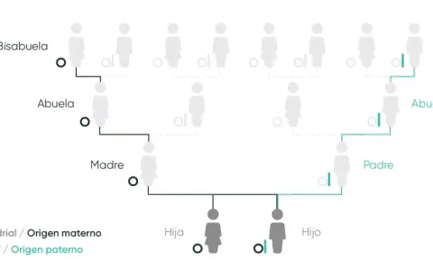 Diagrama de árbol genealógico que ilustra el porcentaje de ADN entre familiares, mostrando el origen materno (ADN mitocondrial) y paterno (cromosoma Y).
