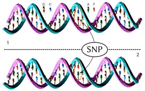 Dos hebras de ADN, una con una variación que representa un SNP (Polimorfismo de Nucleótido Único).