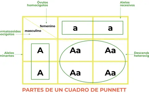 Cuadro de Punnett ilustra la 1 ley de Mendel, mostrando gametos masculinos y femeninos, alelos dominantes y recesivos, y descendencia heterocigota.