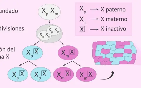 Proceso de inactivación del cromosoma X: un óvulo fecundado con cromosomas X paterno y materno sufre divisiones celulares, llevando a la inactivación aleatoria de uno de ellos, creando un mosaico de células.