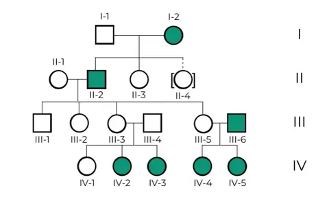 Ejemplos de árbol genealógico mostrando herencia de un rasgo. Círculos representan mujeres, cuadrados hombres. Individuos afectados en verde.