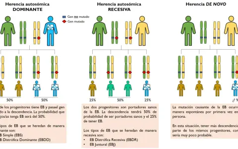Diagrama ilustra herencia autosómica dominante, recesiva y de novo. Muestra cómo los genes dominantes pueden transmitirse, afectando la descendencia.
