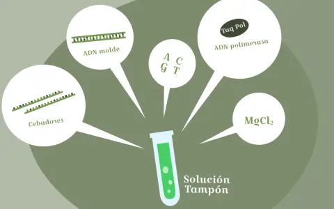 Componentes para un experimento de pcr laboratorio: ADN molde, cebadores, Taq polimerasa, MgCl2 y solución tampón.