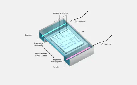 Diagrama de los tipos de electroforesis: gel, pocillos de muestra, electrodos y fragmentos de ADN/ARN separados por tamaño.