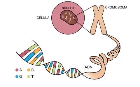 La célula contiene un núcleo con cromosomas, que a su vez contienen ADN. Esto ilustra la base de la diferencia entre genético y hereditario.