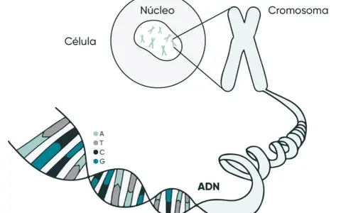 La molécula de la vida, el ADN, se organiza en cromosomas dentro del núcleo de una célula.