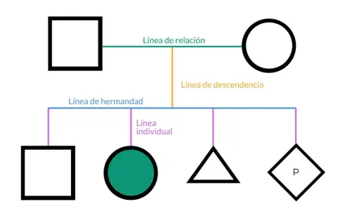 Diagrama de árbol genealógico. Muestra la relación entre bisabuelos y sus descendientes.