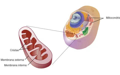 Detalle de una mitocondria, organelo vital en la célula animal, mostrando sus membranas y cristas.