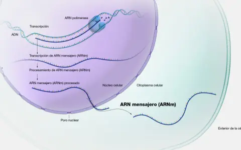 Proceso de transcripción del ADN a ARN mensajero (ARNm) dentro del núcleo celular, seguido de su procesamiento y salida al citoplasma.