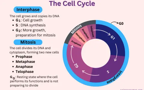 Diagrama del ciclo celular, mostrando la fase G0 como un estado de reposo.