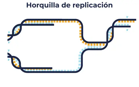 Diagrama de la burbuja de replicación del ADN, mostrando las hebras separándose y nuevas hebras formándose en direcciones opuestas.
